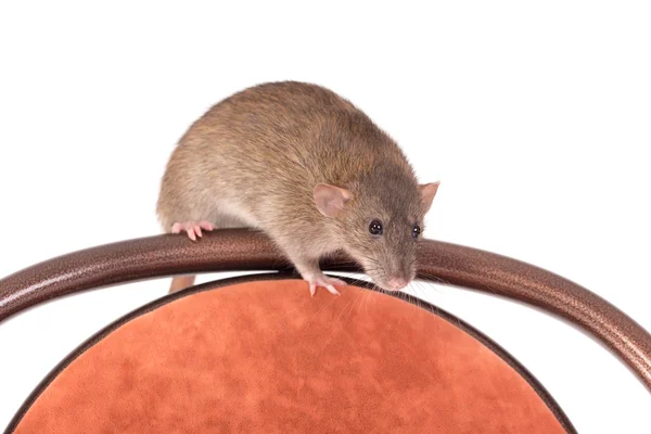 Domestic rat on a chair — Stock Photo, Image