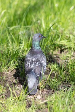 bahar çimenlerin üzerinde gri güvercin