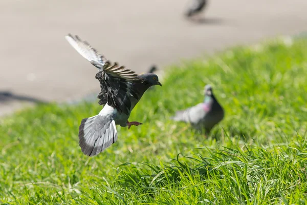 Dove over the grass — Stock Photo, Image