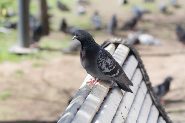 회색 비둘기의 모습 — 스톡 사진