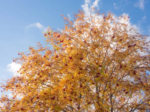 秋のナナカマドの枝 — ストック写真