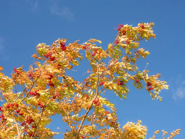 Branches of autumn rowan — Stock Photo, Image