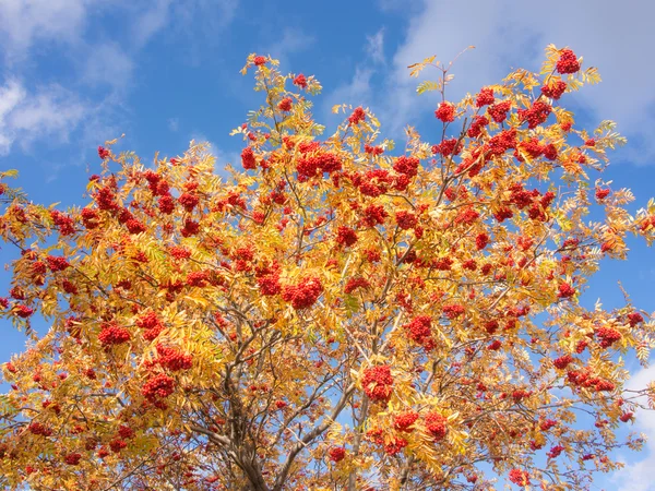 Rowan d'automne mûr — Photo