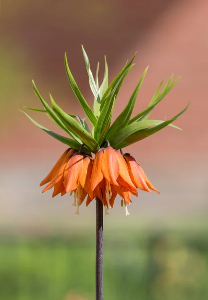 Oransje lilje blomstrer – stockfoto