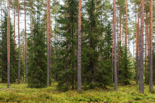 Forêt de conifères du Nord — Photo