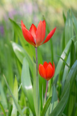 çim kırmızı lale