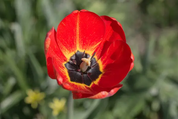 Tulipano rosso da vicino — Foto Stock