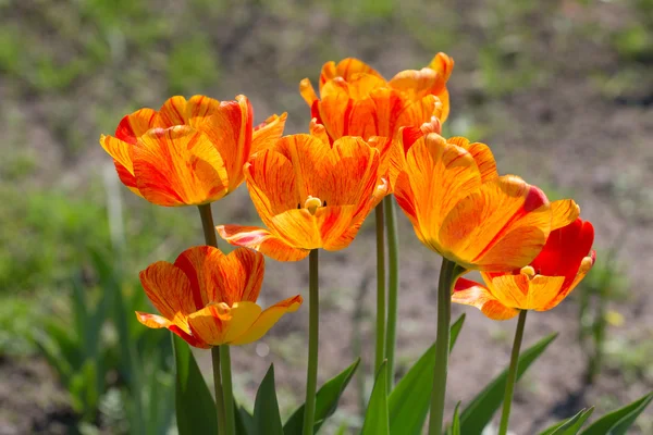 Tulipani arancioni primo piano — Foto Stock