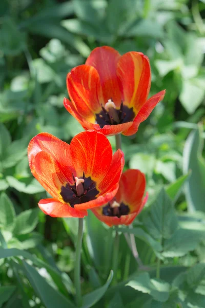 Tulipani nella primavera vicino — Foto Stock