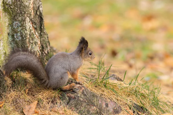 Écureuil en automne — Photo