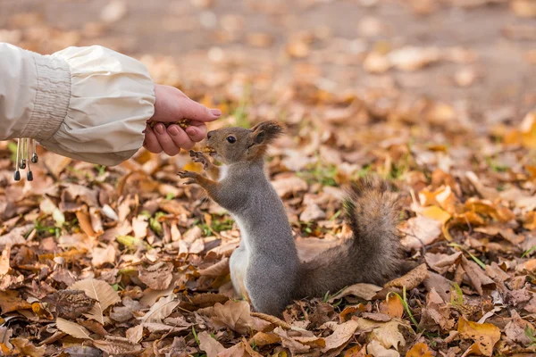 Porträtt av en hungrig ekorre — Stockfoto