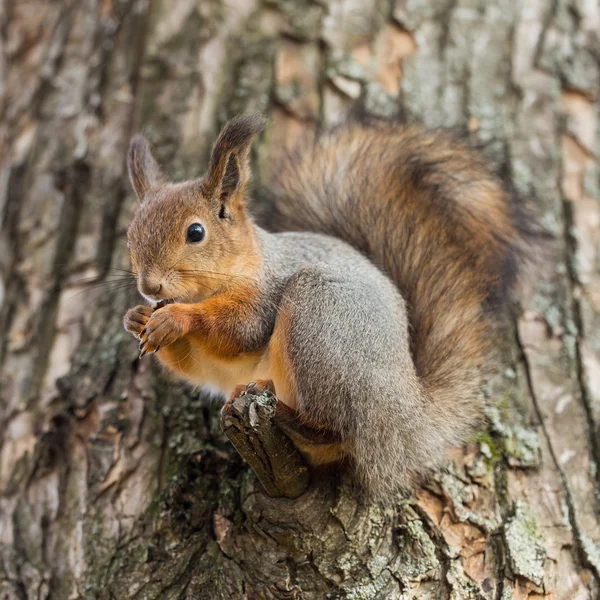 Porträtt av en ekorre — Stockfoto