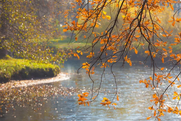 Chêne d'automne Branche — Photo