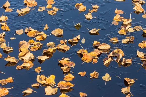 Hojas de otoño en el hielo —  Fotos de Stock