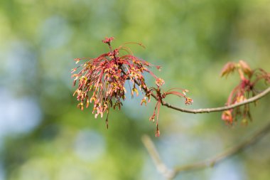 akçaağaç ağaç dalı