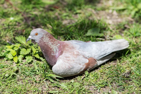 Retrato de paloma marrón — Foto de Stock