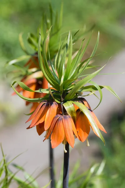 Giglio arancione fioritura — Foto Stock