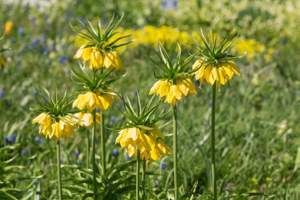 Yellow on greeen — Stock Photo, Image