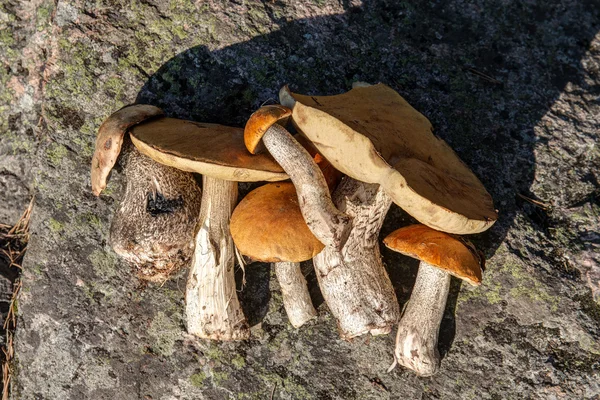收集的白杨树蘑菇 — 图库照片