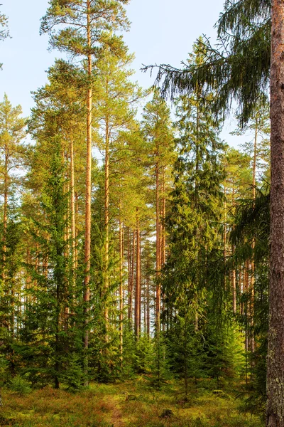 녹색 침엽수림 — 스톡 사진
