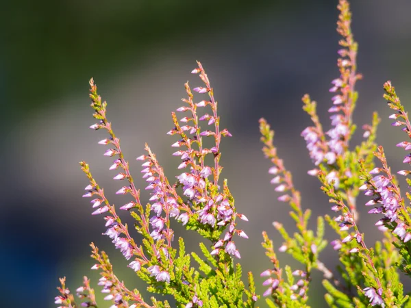 Heather ön planda — Stok fotoğraf