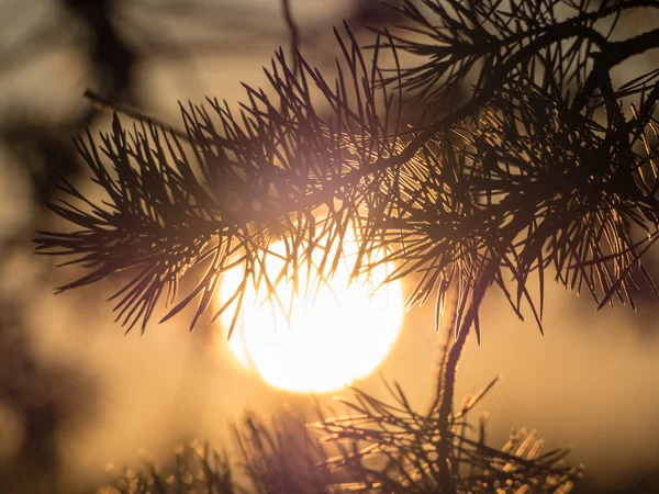 Pine branch against the evening sun — Stock Photo, Image