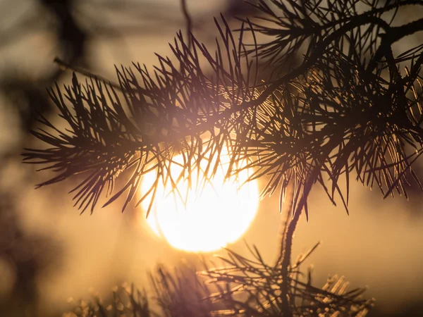 Branche de pin contre le soleil du soir — Photo