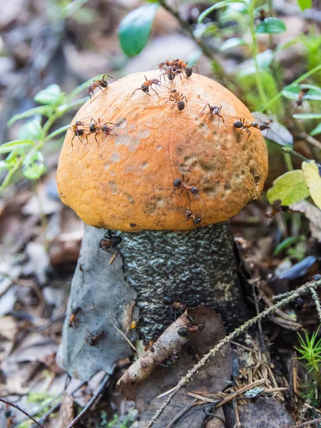 Paddestoel en mieren — Stockfoto