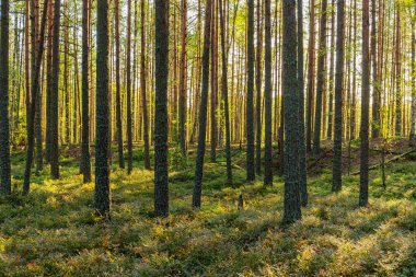 güneşli ormanda manzara