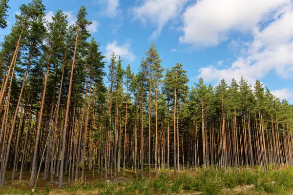 Kanten av en tallskog — Stockfoto