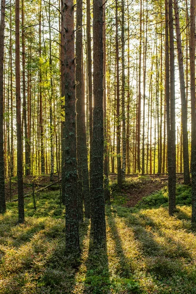 Τοπίο κοντά στο ηλιόλουστο δάσος κωνοφόρων — Φωτογραφία Αρχείου