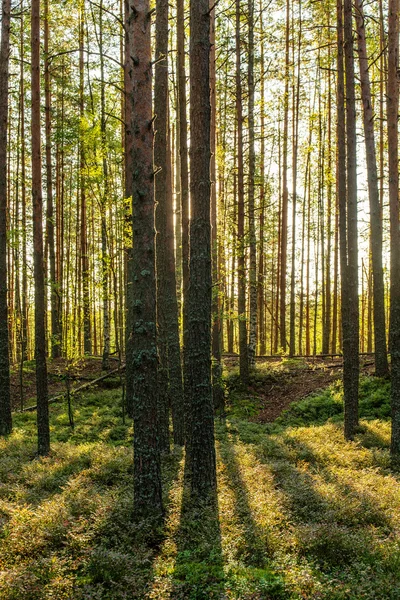 Landskap i soliga barrskog — Stockfoto