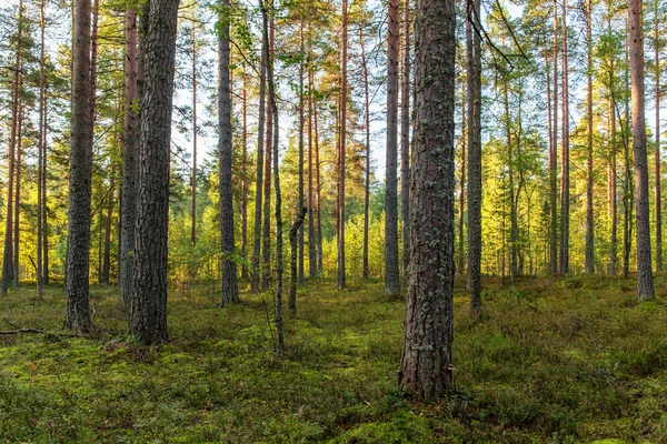 Солнечный хвойный лес — стоковое фото