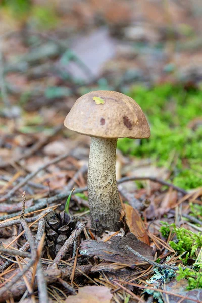 Hnědá čepice Hřib v lese — Stock fotografie