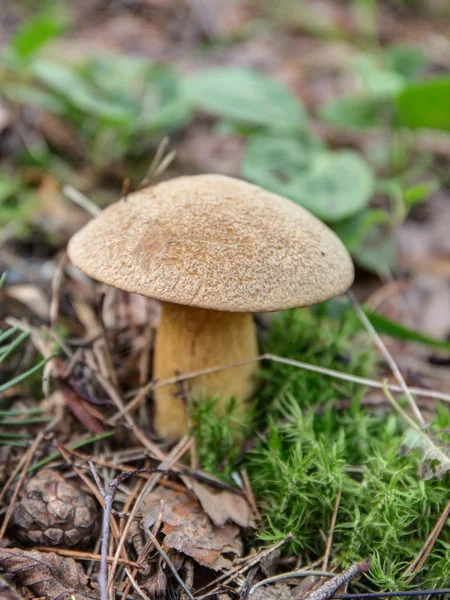 Xerocomus subtomentosus en el bosque — Foto de Stock