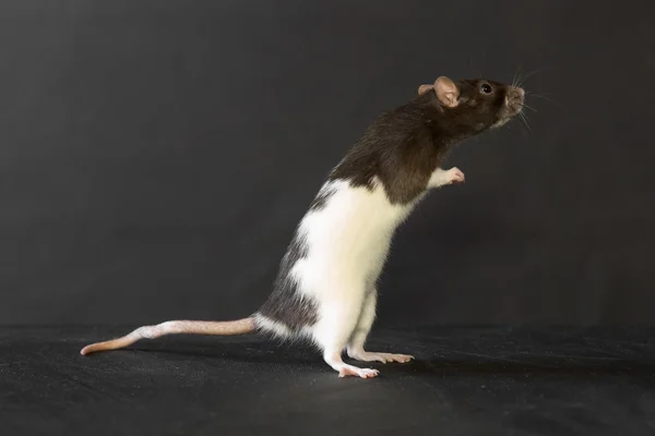 Binnenlandse rat op een zwarte achtergrond — Stockfoto