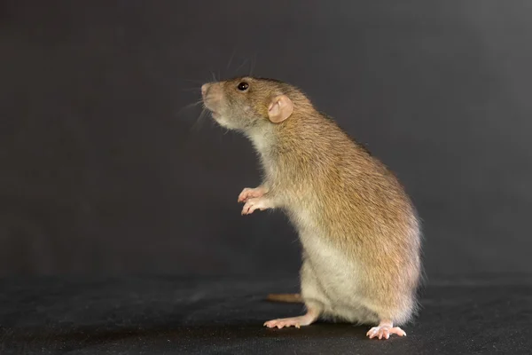 Curious domestic rat — Stock Photo, Image