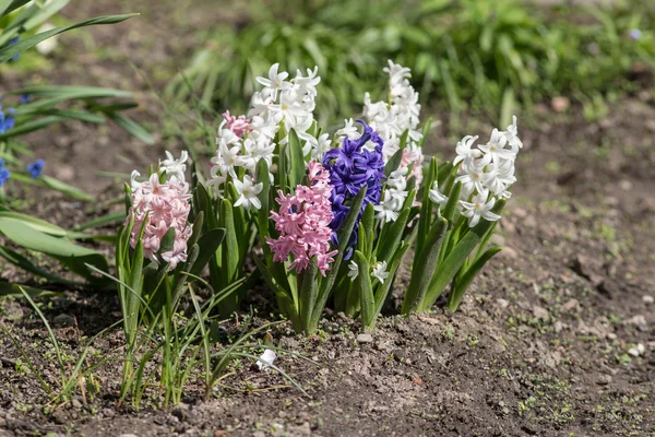 Hyacinths pada hari musim semi — Stok Foto