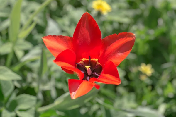 Smuk rød tulipan - Stock-foto