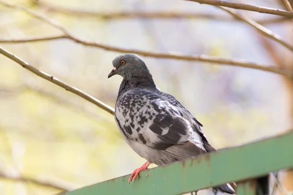 Duva på våren — Stockfoto