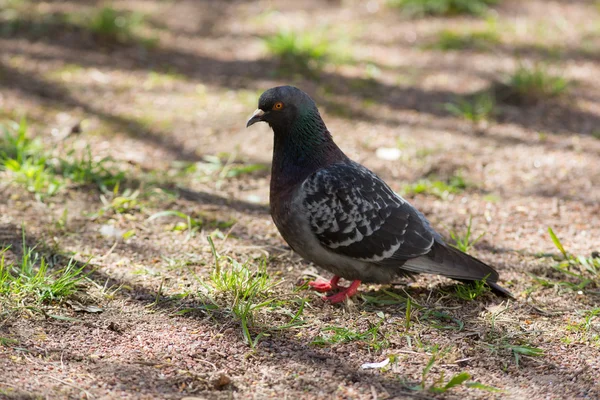 Portrait of gray pigeon — Stock Photo, Image