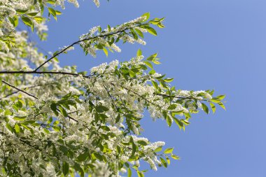 gökyüzü kiraz kuşu