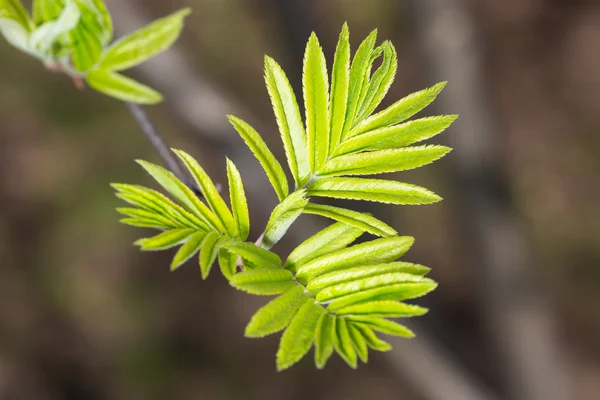 Rowan blad på våren — Stockfoto