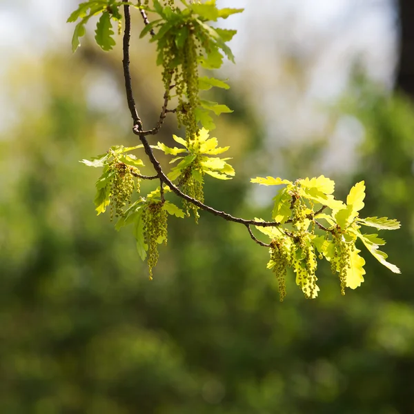 Дубовая ветвь с зеленой листвой — стоковое фото