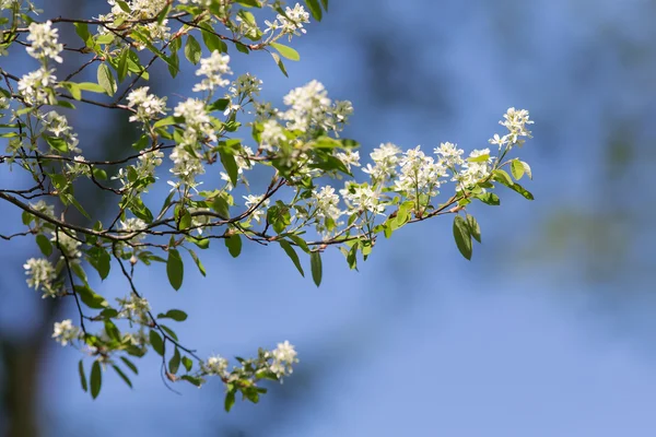 Branches of blossoming bird cherry — Stock Photo, Image