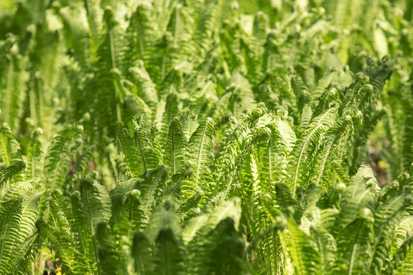 Sfondo primavera verde — Foto Stock