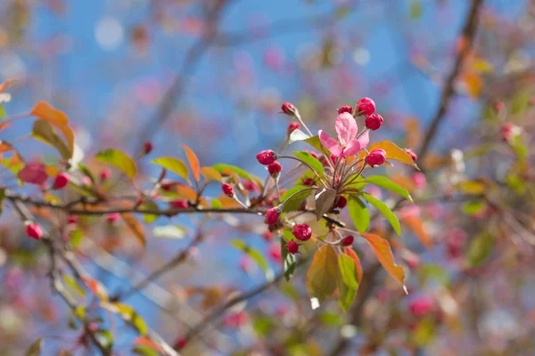 Branch of apple tree in spring — Stock Photo, Image