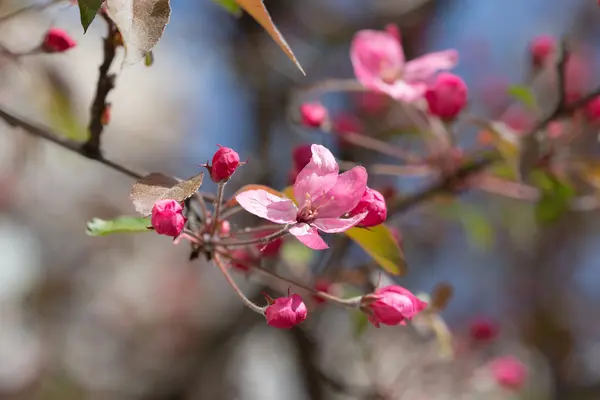 Branch of blossoming apple tree — Stock Photo, Image