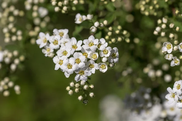 Spiraea fiorita in primavera — Foto Stock