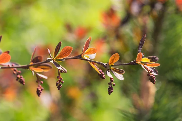 La rama del agracejo en primavera —  Fotos de Stock